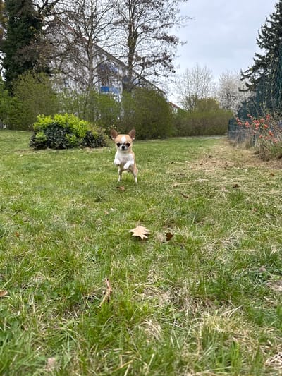 A tan and white Chihuahua stands on a grassy lawn in Lauchhammer, Germany. The dog faces the camera, with its front paws slightly raised. Behind the dog is a green bush, and beyond that, trees and a building with a white exterior and blue windows. The lawn is a mix of green and brown grass, with a few fallen leaves scattered around. A chain-link fence runs along the back of the scene, separating the lawn from more trees and bushes. The sky is overcast.