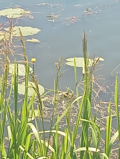 An outdoor, eye-level, medium shot captures a close-up of tall green reeds and dry stalks with a pond in the background in Wasilków, Poland. The pond's surface is mostly dark with some lighter patches of lily pads. A single yellow water lily is visible. The reeds in the foreground are sharp and in focus, while the pond and lily pads are slightly blurred. The lighting suggests a sunny day. There are no people or animals clearly visible in the frame.