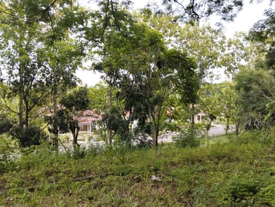 The image depicts a natural setting in Palohgadeng, Indonesia. Lush green vegetation dominates the foreground, with tall grass and various bushes covering a gentle slope. In the mid-ground, several trees of varying heights and densities create a natural screen, with some branches extending into the upper portion of the frame.
Peeking through the foliage in the mid-ground are elements of a man-made structure, likely buildings with reddish-brown tiled roofs. A paved road is also visible, suggesting proximity to a populated area or a pathway. The scene appears to be outdoors, under natural light, likely during the daytime. The sky, visible through the tree canopy, is overcast or bright, but not intensely sunny.
No people are visible in the image, and the focus is on the natural landscape and the glimpses of the built environment. The overall impression is one of a somewhat wild or uncultivated area adjacent to buildings. The vegetation suggests a humid climate, consistent with the Indonesian location. There is no visible text in the image.