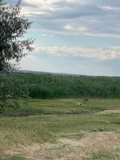 This is a landscape photograph taken outdoors in the city of Manta, Moldova. The foreground is dominated by a field of tall, dry grass with some patches of bare earth. To the left, a tree branch with sparse, silvery-green leaves hangs into the frame, partially obscuring the view of the sky.
In the middle ground, a lush green field stretches towards a dense thicket of tall, green reeds or similar vegetation that forms a wall across the horizon. Within this green field, two animals are visible: a white stork standing upright, and a grey donkey grazing.
The background consists of rolling hills covered in a mix of green vegetation, fading into a hazy tan color at the furthest visible extent of the landscape. The sky above is a pale blue, filled with scattered, fluffy white clouds and some darker, wispy clouds. The overall impression is of a rural, natural environment under a partly cloudy sky.