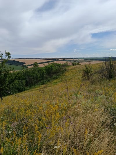 The image depicts a rolling landscape of fields and vegetation under a partly cloudy sky. In the foreground, a dense growth of dry grasses and yellow wildflowers covers a sloping hillside. Interspersed among them are scattered purple flowers and thin, leafless branches. A dark, upright branch extends diagonally from the lower left corner.
The middle ground features a line of green trees and shrubs forming a border between the foreground slope and the fields beyond. Further in the distance, agricultural fields, appearing in shades of tan and green, are laid out in a valley. The horizon is marked by a faint line of trees, and the sky above is a mix of pale blue and large, white clouds. The overall scene suggests a rural, natural environment. The image is not specific to the city of Lypets'ke, Ukraine; it is a general landscape.