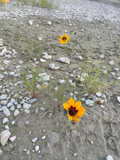 The image shows a close-up, eye-level view of a dry, cracked muddy ground with scattered white rocks and sparse green grass. Two yellow wildflowers with dark centers are the prominent subjects. One flower is in the foreground on the right, facing left, with its petals slightly drooped. A closed bud is visible above and to the right of this flower. Another yellow flower is visible in the mid-ground, slightly to the left of center, facing away from the viewer. A closed bud is also present above and to the right of this flower. The background consists of more rocks and dry vegetation. The scene appears to be a natural environment, likely an arid or recently dried-up area, located in Cardwell, United States. There are no people or animals visible in the image.