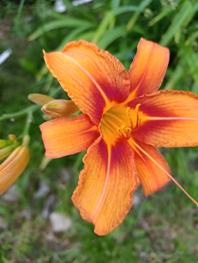 An extreme close-up shot focuses on an orange lily flower in bloom, with its petals unfurled and revealing its stamen and pistil. The flower has a rich, gradient of orange and red hues, with delicate veins running through its petals. In the background, blurred green foliage and hints of other unopened flower buds can be seen. The lighting is natural and soft, highlighting the intricate details of the flower. The image appears to have been taken outdoors, likely in a garden or natural setting within the city of Ryzhiki, Russia. There are no people or animals present in the image, nor any discernible man-made structures or objects other than the flower itself.