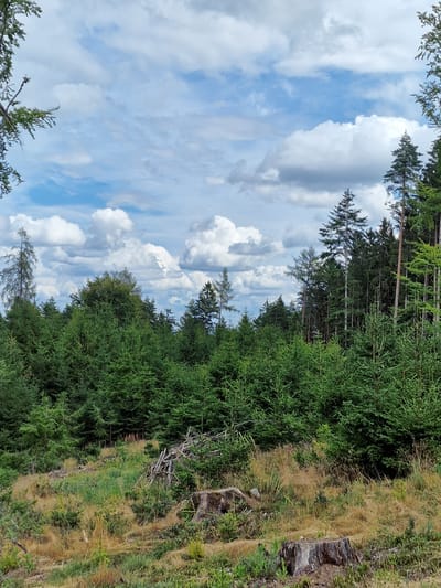 The image depicts a forest scene with a prominent clear-cut area in the foreground, characterized by dry grasses, scattered debris from felled trees, and several tree stumps. In the background, a dense coniferous forest stretches across the landscape, with varying heights and species of trees. The sky is partially cloudy, with large white cumulus clouds against a blue sky. The lighting suggests it is daytime. The location is Mříč, Czechia.