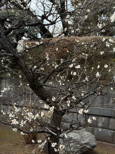 A flowering tree with dark branches and small white blossoms fills the frame. The tree's trunk is thick and textured, branching out in various directions. A tall, textured evergreen tree trunk stands behind it. In the background, a stone wall is visible, providing a stark contrast to the delicate flowers. A grey stone stands to the right. The overall composition evokes a sense of natural beauty.
