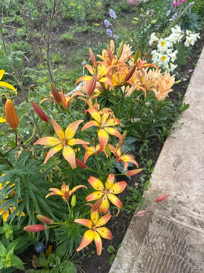 This image depicts a garden bed in Sosnovyi Bor, Russia, featuring a variety of lilies. The lilies in the foreground are predominantly orange and yellow, with some closed buds also visible. The flowers are in bloom, showcasing their distinct petal shapes and vibrant colors. In the background, a mix of other flowers and greenery can be observed, including white lilies and some delicate purple blooms. The garden bed is bordered by a concrete pathway. The ground appears to be dark soil, typical of a garden environment. The lighting suggests it may be an overcast day or early morning/late afternoon. There are no people or animals visible in the image. The overall scene is one of a well-maintained garden during the blooming season.