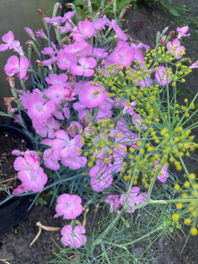 The image displays a close-up view of pink dianthus flowers alongside the feathery seed heads of dill. The flowers are clustered together, with some fully bloomed and others in bud. Their petals are delicate and have a slightly serrated edge, with a white to light pink center. The dill's bright yellow, tiny flower clusters are scattered throughout the frame, contrasting with the pink of the dianthus. The background consists of dark soil and hints of green foliage. The scene appears to be an outdoor garden setting. The image does not contain any people, actions, or interactions. It is a still life of plants. The location in Hantsavichy, Belarus is not visually evident from the provided image.
