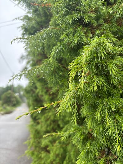 The image displays a close-up view of lush green juniper branches, some of which are adorned with glistening water droplets. The branches are densely packed, with needle-like foliage. In the background, a slightly blurred asphalt road is visible, suggesting an outdoor, possibly urban or suburban, environment. The road appears damp, and the overcast sky contributes to a muted, cool color palette. There are no people or specific landmarks identifiable that would place this scene in Ушаки, Russia. The overall impression is one of nature after a rainfall.