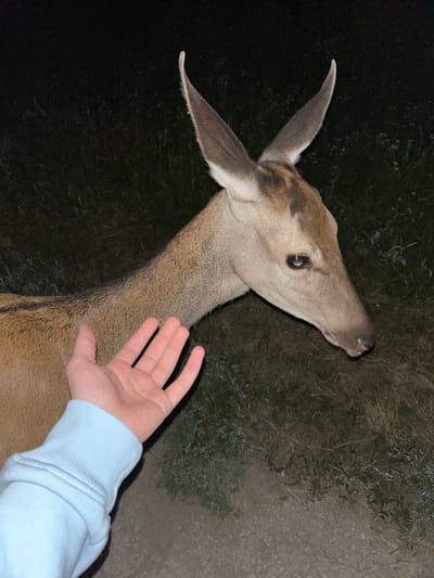 In this close-up, low-light photograph, a person's left hand, clad in a light blue sweatshirt, extends towards a deer. The hand is open, palm facing upward, as if offering something or gently reaching out. The deer, a young doe, is positioned to the right of the frame, its head and upper body visible. Its fur is a muted brown, and its large ears are perked up, suggesting alertness. The deer's head is slightly turned away from the viewer, with its dark eye visible. The background is a dark, blurry expanse of vegetation and ground, typical of an outdoor environment at night. The image captures a moment of potential interaction between a human and wildlife. The scene does not provide any specific indicators to place it in the city of Voivoda, Bulgaria.