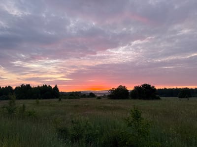 This is a wide-angle landscape photograph capturing a rural scene at dawn or dusk, likely in the city of Mikhailovka, Russia. The sky is filled with a gradient of colors, transitioning from a soft pink and orange near the horizon to a muted purple and gray higher up, indicative of sunrise or sunset. Wispy clouds are scattered across the sky, some catching the light with pale white and pink hues.
The horizon line is dominated by a dense line of dark green trees, forming a forest that stretches across the width of the image. In the foreground, a large field of tall, dry grass and wildflowers occupies the majority of the lower frame. Several scattered bushes and small trees are visible within the field, with one particularly prominent young birch tree in the lower left quadrant. In the distance, a thin layer of fog or mist hovers above the ground between the field and the distant treeline, partially obscuring the landscape. The overall impression is one of tranquility and natural beauty in a rural setting. There are no people or man-made structures clearly visible in the image.
