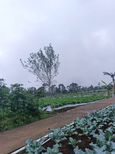 A farm field stretches into a cloudy horizon. Rows of leafy green crops occupy much of the scene, separated by a dirt path. A slender tree with sparse foliage stands near the path's edge, and denser vegetation flanks its side. In the distance, more trees and subtle hills blend into the overcast sky. The foreground features cultivated plants with large, textured leaves. A banana tree is on the right side of the image.