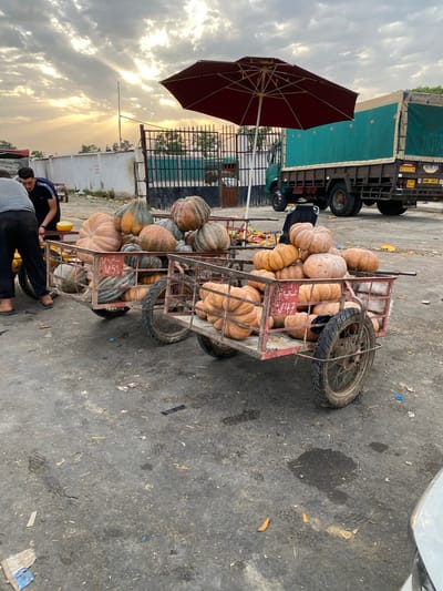 The image depicts an outdoor market scene in Bougara, Algeria, with a focus on two carts laden with pumpkins. In the foreground, two men are interacting near the carts. One man, wearing a grey t-shirt and dark pants, is partially visible from the side, and the other man, in a dark blue shirt and black pants, is standing and appearing to work. Both carts are constructed of metal with spoked wheels and are filled with various sizes and shapes of pumpkins, some stacked high. In the background, a large green truck with a tarped bed is parked. A burgundy market umbrella is set up, casting a shadow. The ground is paved asphalt, showing some signs of wear and scattered debris. The sky above is cloudy with shafts of sunlight breaking through, suggesting either sunrise or sunset. The overall impression is of a bustling market environment with fresh produce being prepared for sale.