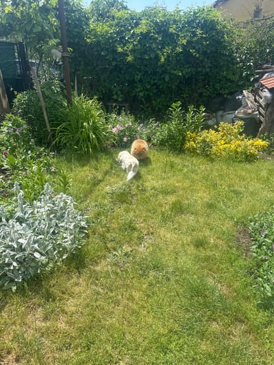 The image depicts a garden in Bryastovets, Bulgaria. A light-colored dog and an orange dog are positioned in the center of a grassy area. Vegetation, including shrubs, flowering plants, and trees surround the grassy area. Some construction materials are visible in the upper left corner, including some wooden planks. A portion of the sky is visible in the upper left. The light suggests the photo was taken on a sunny day. A gate is visible at the bottom left of the frame.
