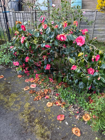 The image depicts a vibrant pink flowering bush, likely a camellia, located adjacent to a gray, moss-covered paved surface. The bush is situated next to a weathered wooden fence on one side and a black metal fence on the other. Fallen blossoms, in various stages of decay, litter the pavement and surrounding ground cover. The location is Longden, United Kingdom. There are no people visible in the scene.