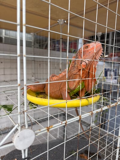 An adult red iguana is confined within a wire mesh cage in Baan Nai Wok, Thailand. The iguana, predominantly reddish-orange with a prominent spiky dorsal crest and dewlap, is positioned upright, facing towards the upper right of the frame. It rests on a bright yellow, circular feeding dish containing green leafy vegetation and dark, pellet-like food items. Additional green leaves are scattered around the iguana and on the dish. The cage consists of white metal bars, exhibiting brown rust stains at various junctions and along the lower framework. A white circular fastener is visible on a lower-left cage bar. The cage floor is a dark, textured surface. In the background, behind the cage, a light-colored building with dark-framed windows is visible. A light brown awning extends above the windows, from which two overhead light fixtures are suspended. Blurred interior elements, including red and blue objects, are faintly visible through the background windows.