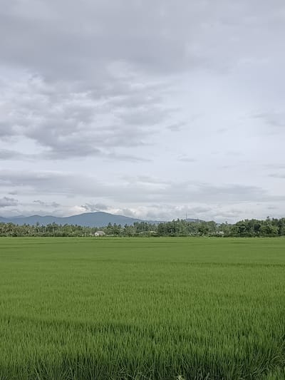 The image depicts a vast, vibrant green rice paddy field under a cloudy, overcast sky. In the middle ground, a line of lush green trees and a few scattered houses form a backdrop. Beyond the trees, a range of blue-tinged mountains stretches across the horizon. The overall scene is serene and rural, likely captured in the early morning or late afternoon due to the diffused light. The specific location is the village of Blang Lilue, Indonesia.