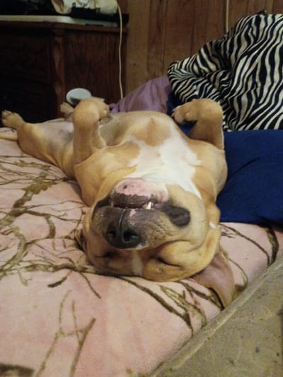 A tan and white bulldog is sleeping on its back on a bed. The dog's legs are in the air and its mouth is slightly open, revealing its teeth. The bed has a camouflage-patterned comforter. In the background, there is a wooden dresser, a zebra-print blanket, and a blue pillow. The scene appears to be indoors, likely in a bedroom. This image was taken in Clarksville, United States of America.