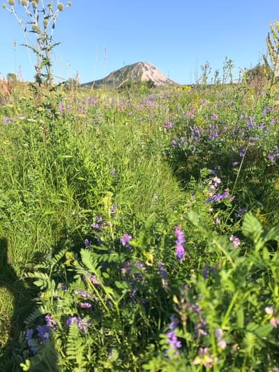 A low-angle, medium shot captures a vibrant meadow bathed in sunlight, with a prominent conical hill dominating the background under a clear blue sky. The foreground is a dense tapestry of lush green grass, interspersed with numerous small purple and pink wildflowers, along with some yellow and white blooms. Tall stalks of thistle with spiky seed heads are visible on the left, reaching towards the sky. The middle ground is a continuation of the flower-filled meadow, leading the eye towards the subtly textured, light-colored hill. The overall impression is one of a serene, natural landscape, likely in a rural or park-like setting within the city of Karaiganovo, Russia. There are no people or animals visible in the frame. The lighting suggests it is daytime, likely late morning or early afternoon, given the bright sunlight and clear sky.
