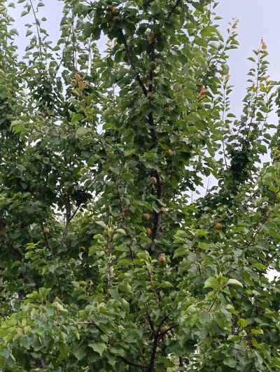 This is a close-up, medium-angle shot of a tree with green leaves and several fruits, likely apricots, visible on its branches. The fruits are small and round, with a pale orange or yellow hue. The tree is dense with foliage, obscuring much of the background, which appears to be a pale, overcast sky. The image was captured outdoors in a natural environment, consistent with a location in or around the city of Ак-Дөбө, Kyrgyzstan. There are no people or animals present in the image, and no discernible human activity is taking place. The overall scene is one of natural growth and fruit-bearing.
