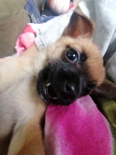 A close-up shot features a tan and black puppy with one visible front tooth. The puppy is resting its head on a bright pink pillow. It has one large eye visible and a black nose. The background shows parts of a gray garment and a tan couch. The location is not discernible from the visual information provided in the image.