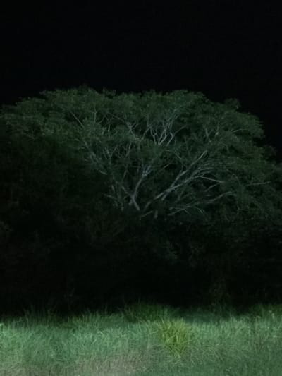 The image depicts a nighttime scene in Pailitas, Colombia, featuring a large tree with a complex network of branches silhouetted against a dark sky. The lower portion of the image shows a strip of green grass, suggesting an outdoor environment. The lighting is dim, with the tree illuminated from below, highlighting its intricate structure. The scene appears to be peaceful and devoid of any human activity.
