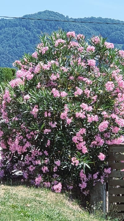 A medium shot captures a vibrant pink Oleander bush overflowing with blooms against a backdrop of lush green hills and a clear blue sky. The bush, dense and verdant, is adorned with numerous clusters of delicate pink flowers, interspersed with long, lance-shaped green leaves. In the foreground, a patch of green grass and a weathered wooden fence frame the lower portion of the image. A dark, horizontal wire or cable is visible across the upper part of the frame, and a hint of the mountainous terrain of La Vall d'en Bas, Spain, can be seen beyond the immediate flora. The scene suggests a sunny day in a rural or semi-rural setting.
