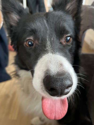 A close-up, slightly inverted portrait captures a black and white dog, likely a Border Collie, looking directly at the camera. The dog's head is tilted, showcasing its dark brown eyes, each reflecting a bright light source. Its prominent black nose with visible texture is centered, and a pink tongue extends from its mouth to the right side of its muzzle. White fur covers the dog's muzzle and chest area, contrasted by the black fur around its eyes and ears. Several long, white whiskers are visible around its nose. The dog's expression appears curious and attentive. The background is softly out of focus, revealing light-colored flooring, possibly wood or laminate, and dark, soft furniture, indicating an indoor, domestic setting. No text is visible in the image.