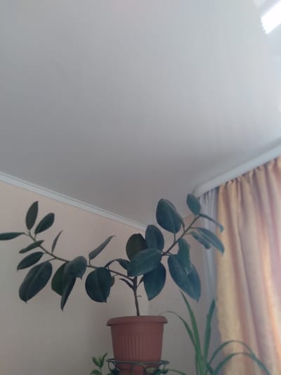 The image captures an indoor scene, rotated 90 degrees clockwise from its likely original orientation. When viewed correctly, it depicts a light-colored wall with two houseplants. A prominent plant with dark green, glossy, oval-shaped leaves grows from a terracotta-colored pot, appearing to be either hanging or placed on a high shelf against the wall. Below it, parts of another plant with long, slender, light green leaves are visible in a similar pot.
The wall is a plain, light cream or off-white. A white ceiling molding or cornice runs along the top edge of the wall. Above this, a pleated curtain in a light brown or golden hue is draped, suggesting the presence of a window. No activity or event is taking place; it's a static image of interior decor. The soft, diffused lighting implies natural daylight. No people are present, and no text is visible within the frame. There are no specific cues to indicate the time of day, weather, or a particular geographic location.