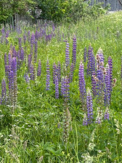 This is a vertical, eye-level, outdoor shot of a dense field of purple lupine flowers. The flowers are blooming in long, spiky clusters, with some clusters appearing lighter purple or even white. The background is filled with lush green foliage, suggesting a natural, untamed setting. The lighting suggests it is daytime, likely mid-morning or afternoon, with bright sunlight filtering through the leaves and flowers.
To the left of the image, a weathered wooden structure, possibly a fence or the side of a building, is partially visible, partially obscured by green foliage. The wooden planks appear gray and aged. The overall impression is one of a vibrant, overgrown garden or meadow in the countryside. The scene evokes a sense of natural beauty and tranquility. There is no visible text in the image. The location context provided is Chelva, Russia.