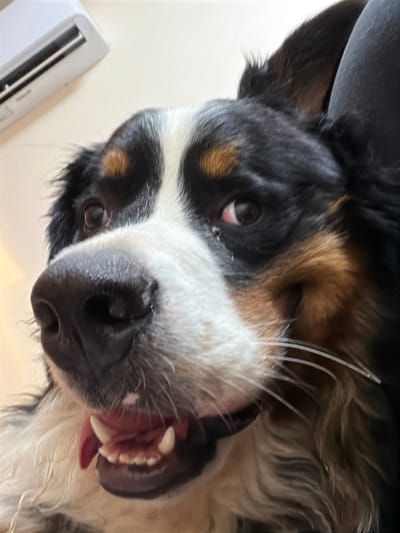 The image shows a close-up, upside-down view of a Bernese Mountain Dog's face. The dog has its mouth open, revealing its teeth and tongue, and appears to be panting or yawning. Its fur is black, white, and tan, with distinct markings around its eyes and muzzle. The dog's nose is prominent and black.
The background is out of focus but appears to be a light-colored, flat surface, possibly a floor or table, with a white electronic device visible in the lower left corner. The lighting suggests it is daytime, and there are no indications of weather conditions. The dog's expression could be interpreted as playful or excited, but it is difficult to determine without more context. The location context provided is "Чёрная, Russia," but there are no visual cues in the image to confirm or deny this location. No text is visible in the image.