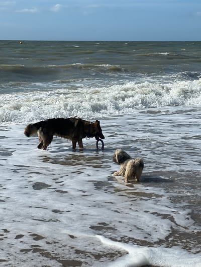 Two dogs are playing in the shallow waters of a beach, with waves breaking in the background under a cloudy sky. A larger, darker dog, possibly a German Shepherd, stands in the water, holding a purple toy ring in its mouth. To the right, a smaller, shaggier, lighter-colored dog is facing away from the camera, also standing in the water. The water is foamy and clear near the shore, with darker, choppier waves further out. A yellow buoy is visible in the distance on the horizon. The scene appears to be the beach at Trouville-sur-Mer, France, known for its lively atmosphere and wide sandy shores.