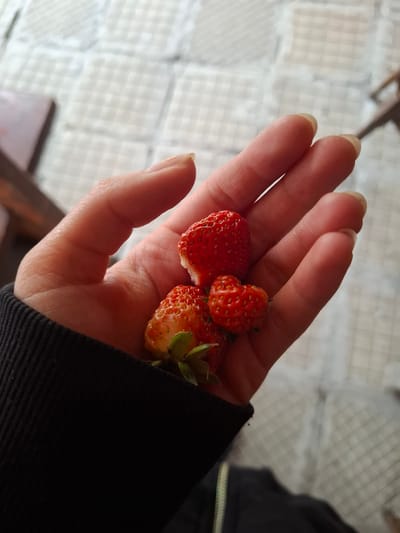 A hand holds three strawberries on its palm. The strawberries are red and ripe, with some green stems still attached to one of them. The background is a blurry outdoor scene with a tiled floor. The image does not provide any specific information about the location in the city of Baylovo, Bulgaria.