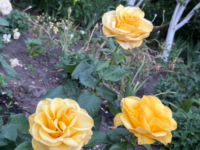 A close-up, eye-level shot captures three yellow roses in a garden setting, likely in Seredivka, Ukraine. The roses are in various stages of bloom, with the two in the foreground and lower portion of the frame fully open, showcasing their layered petals. The rose at the top of the frame is slightly more closed. Green leaves and stems are visible, along with dark soil and hints of other plants and a white-painted tree trunk in the background. The lighting suggests it is either early morning or late afternoon.