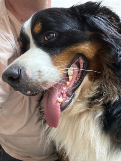 The image shows a close-up of a Bernese Mountain Dog lying on a person's lap, which is covered by a light-colored fabric. The dog's head is tilted, and its mouth is open, with its pink tongue hanging out. Its eyes are open, and its fur is a mix of black, white, and tan. The person's shoulder and neck are partially visible in the upper left corner of the image, wearing a light-colored shirt. The background is a plain white surface. There is no identifiable information to determine the location as a specific city, let alone Чёрная, Russia.