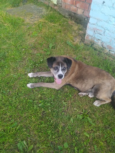 A medium-sized, mixed-breed dog with brown and black fur and a white muzzle is lying on green grass. The dog's tongue is hanging out, and its eyes are open. Behind the dog, there is a brick wall, part of which is painted light blue and part of which is exposed brick. To the left of the dog, there is a metal grate embedded in the grass. The scene appears to be an outdoor residential area in Gusev, Russia.