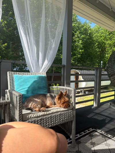 A Yorkshire Terrier sleeps on a wicker chair on a covered porch on a sunny day. The dog is lying on a grey cushion with a bright blue pillow behind its head. A sheer white curtain hangs to the left of the chair, and a black and white patterned rug is visible on the porch floor. In the background, green trees and a small white barrel-shaped structure are visible. The scene appears to be in a residential outdoor setting, potentially in the village of Aleshkino DP, Russia, given the context.