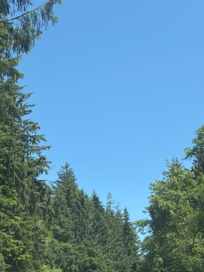 The image captures a view of a clear blue sky framed by dense evergreen trees on the left and a mix of deciduous and evergreen trees on the right. The trees are lush and green, indicating a vibrant natural environment. The scene is set against a bright, cloudless sky. The perspective suggests the photograph was taken from a lower vantage point looking upwards, with the tree canopies forming an archway. The location is identified as Seaside, United States, which implies a coastal or possibly forested area within that city. There are no people or specific actions depicted in the image. The focus is purely on the natural landscape, highlighting the interplay between the sky and the trees.