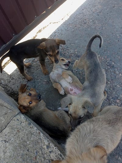 A high-angle, medium shot captures a playful interaction between five young puppies on a paved surface adjacent to a concrete curb and a dark brown metal fence. The puppies, of varying shades of brown and grey, are engaged in boisterous activity, with one puppy lying on its back with its mouth open, seemingly in play. Another puppy stands over it, while two others are clustered together, and a fifth is partially visible at the bottom of the frame. The environment suggests an outdoor urban setting, possibly in Shabo, Ukraine, given the context. The ground is a rough, grey pavement with visible gravel and debris. A bright band of sunlight cuts diagonally across the scene, casting shadows and illuminating parts of the puppies and the fence. The lighting creates a stark contrast between light and shadow, highlighting the energetic nature of the puppies' encounter.