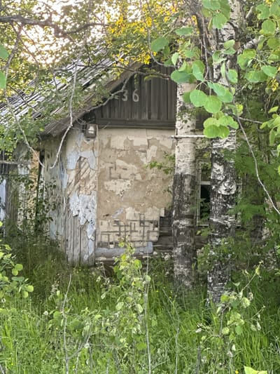 The image depicts a dilapidated, two-story wooden house, partially obscured by overgrown vegetation. The house is located in Izyayu, Russia. The facade of the house is crumbling, with peeling plaster revealing the wooden structure beneath. The number "36" is visible on the upper wooden section of the house. A single window, dark and recessed, is present on the right side of the building, framed by the bark of two birch trees. The surrounding area is dense with tall green grass and various leafy plants, suggesting neglect and overgrowth. The lighting indicates it is daytime, with sunlight filtering through the leaves of trees, creating dappled shadows. No people are visible in the scene.