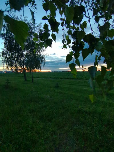 The image depicts a rural landscape at dusk, likely in the outskirts of Pinsk, Belarus. The foreground is dominated by the dark green foliage of trees and bushes, creating a framing effect. Beyond this, a wide expanse of grassy field stretches towards the horizon. In the middle ground, two slender birch trees stand silhouetted against a soft orange and yellow glow, indicating a setting sun. The sky is a gradient of pale blue transitioning into darker hues, with scattered clouds reflecting the fading sunlight. The overall impression is one of tranquility and natural beauty at the close of day.