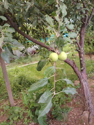The image captures a close-up view of an apple tree branch laden with two small, green apples. The apples are orb-shaped and appear to be unripe. They are positioned centrally on the branch, with several green leaves surrounding them, some exhibiting signs of minor imperfections or spots. The branch itself is thin and brown, with finer, lighter-colored stems extending from it, supporting the apples and leaves. In the background, the scene transitions to a slightly blurred view of a garden or yard. Lush green grass covers the ground, interspersed with more foliage and the trunks of other trees, one appearing thicker and darker than the apple tree branch in focus. A wooden post is visible on the left side of the frame, partially obscured by leaves. The overall impression is that of a natural outdoor setting, likely a garden in Navbahor, Uzbekistan, with the focus on the developing fruit on the apple tree.