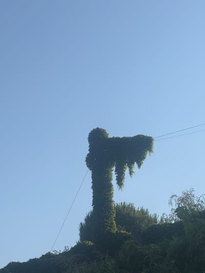 A large mass of dark green ivy covers a tall, slender object, possibly a pole or a thin tree, in the foreground. The ivy forms a dense canopy at the top, with long, trailing strands hanging down like a fringe. This structure is set against a clear, pale blue sky. In the background, a line of trees and other foliage is visible, with a thin wire, possibly a power line or telephone wire, stretching horizontally across the frame, passing behind the ivy-covered object. The scene appears to be in an outdoor environment, likely a garden or a park, with the distinct blue sky suggesting daytime. The image has a shallow depth of field, with the foreground ivy sharply in focus and the background foliage slightly blurred. There are no people or animals visible in the image. The setting appears to be the town of Santo Stefano Belbo, Italy.