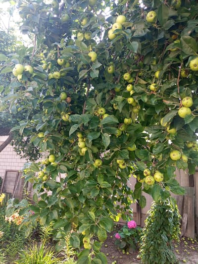 The image depicts an apple tree laden with green apples. The tree is situated in a garden with a brick wall and a wooden fence visible in the background. Several fallen apples are scattered on the ground beneath the tree. In the foreground, there are plants, including a pink hydrangea, and sunlight filters through the leaves of the apple tree. The scene appears to be in the rural area of Хальчанскі сельскі Савет, Belarus.