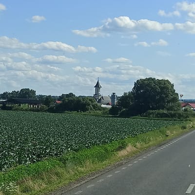 This image depicts a rural landscape with a vast field of green crops in the foreground, likely a farm. A paved road runs along the right edge of the frame, with a grassy verge and some dry grass between the road and the field. In the midground, a cluster of trees partially obscures a few buildings, including a church with a distinct steeple, and what appears to be a silo or industrial structure. The sky is bright blue with scattered white clouds. The location is Rădăuți, Romania. There are no people visible in the image.