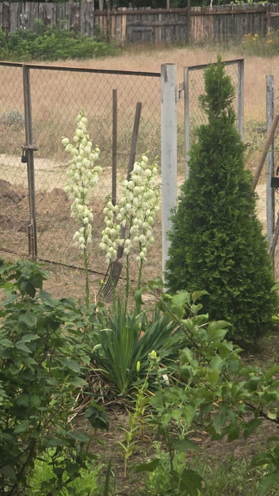 In Yasnohorodka, Ukraine, a garden scene unfolds with a rustic wooden fence in the background. A chain-link fence runs horizontally across the midground, with a gate on the right. In front of the fence, two tall stalks of white yucca flowers are in bloom, their delicate blossoms cascading downwards. To the right of the yucca, a conical evergreen tree stands tall, its dense foliage a vibrant green. The ground is covered with dry grass, dirt, and some green plants in the foreground. A metal rake is leaning against the yucca stalks, suggesting recent gardening activity. The overall impression is one of a somewhat unkempt but natural outdoor space.