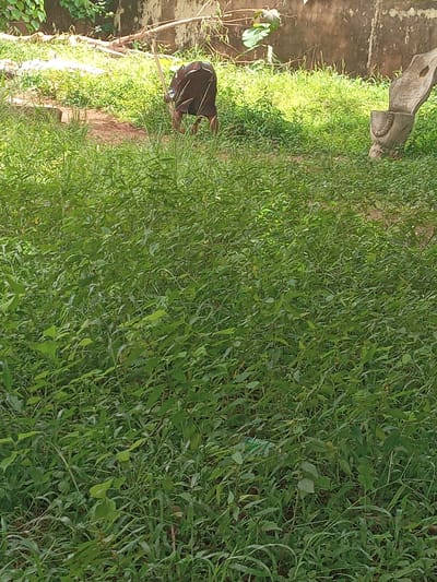 The image shows a dense patch of green vegetation in Eka, Nigeria. A person wearing dark clothing is partially visible near the left side, appearing to be working amidst the greenery, possibly with a tool or stick. In the background, there is a concrete wall. A sculpted object, possibly made of stone or concrete, sits on the ground near the upper left corner of the frame. The overall setting suggests a partially overgrown or untended area within the city.