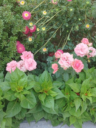 This is a close-up, high-angle, eye-level shot of a flower garden. The garden is densely planted with various flowers and greenery. In the foreground, large, lush green leaves dominate the bottom of the frame, with hints of small red buds. Above these leaves, a cluster of delicate pink roses is in bloom, some fully open and others in bud. In the background, there are rows of pink daisy-like flowers with yellow centers, interspersed with bushy green foliage and buds of the same flowers. The flowers and plants appear healthy and well-maintained, suggesting an outdoor urban garden setting. The specific location of Жаңы-Айыл, Kyrgyzstan, is not visually discernible from the image itself, but it implies a cultivated outdoor space within that geographic area. No people or animals are present in the image, and no actions or interactions are depicted. The scene is static and focused solely on the floral display.
