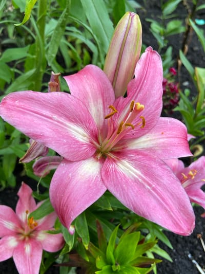 A close-up, top-down view captures a vibrant pink lily in full bloom, its delicate petals unfurling to reveal a cluster of golden stamen at its center. The flower is positioned slightly to the left of the frame, with a tightly closed bud nestled beside its opening bloom. The lily's petals are a soft pink, tinged with white streaks that radiate from the center, and they are dusted with fine, light-colored specks. Surrounding the lily are lush green leaves, some appearing slightly wilted, and dark soil, hinting at a garden setting. In the background, another lily is partially visible, its pink petals and golden stamen mirroring the main subject, though it is out of focus. The lighting suggests it is daytime, with soft shadows indicating an overcast sky or dappled sunlight, common in Mrakovo, Russia. The overall scene evokes a sense of natural beauty and the quiet tranquility of a garden.