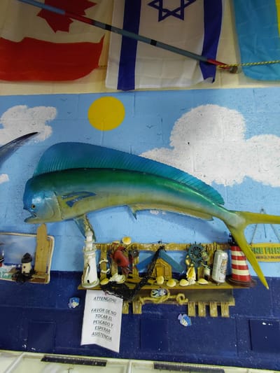 The image shows a wall display with a nautical theme. A large, brightly colored mahi-mahi (dolphin fish) replica dominates the center, mounted against a painted backdrop of light blue sky with white clouds and a yellow sun. To the left of the fish are flags of Canada, Israel, and Ukraine, hanging vertically. To the right of the fish is a wooden structure decorated with nautical items like a miniature lighthouse, a crab, shells, and a beer can, along with a sign in Spanish reading, "ATTENCION! FAVOR DE NO TOCAR EL PESCADO Y ESPERAR ASISTENCIA" ("Attention! Please do not touch the fish and wait for assistance"). Above the fish is a sign that says “ONE FISH MARCO ISLAND”. Based on context clues, the image was likely taken in Cutler Bay, United States of America.