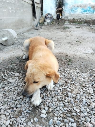 A medium-sized, tan-colored dog with its head resting on the ground is the primary subject in this image, which appears to be taken in a rural or semi-rural area of Tinchlik, Uzbekistan. The dog is lying down on a surface covered with small stones and dirt. Its eyes are closed, suggesting it may be sleeping or resting. In the background, a weathered wall with patches of peeling paint, some of which is blue, is visible. Attached to the wall is a broom and other gardening tools. Further in the background, a small opening in the wall reveals a dark interior space where two small animals, possibly chickens, can be seen. A large, round, stone object, possibly a grinding stone, is situated to the left of the dog. The overall impression is one of a simple, utilitarian outdoor space.